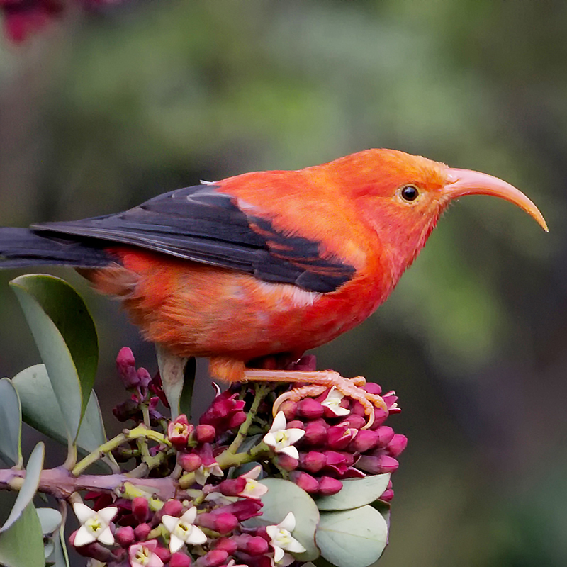 New Hope to Solve an Old Threat for Hawaiian Birds