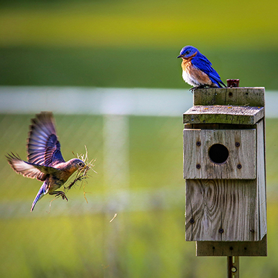 What You Can Do For Terrestrial Wildlife