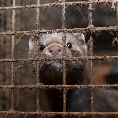 Take Action to End Mink Fur Farming