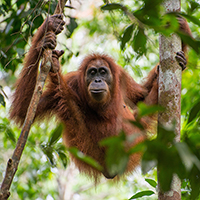 Urge Indonesia's President to Protect Endangered Orangutans