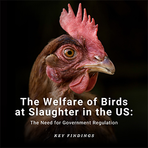 The Welfare of Birds at Slaughter in the United States