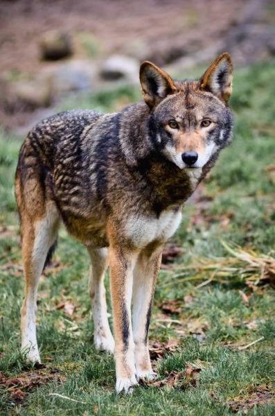 Groups Challenge N.C. Spotlighting of Coyotes near Endangered Red ...