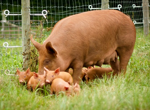 Half a century ago, family farms were prevalent. Animals grazed on ...