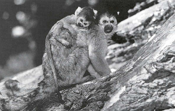 Squirrel monkey mother and infant at Apenheul Primate Park. (Photo: Jan Vermeer)