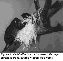 Figure 2: Red-bellied tamarins search through shredded paper to find hidden food items.