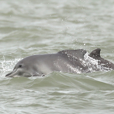 Atlantic humpback dolphin