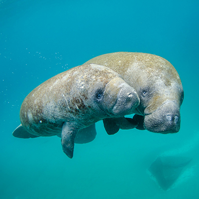 Manatee with calf