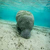 manatee floating in serene blue water