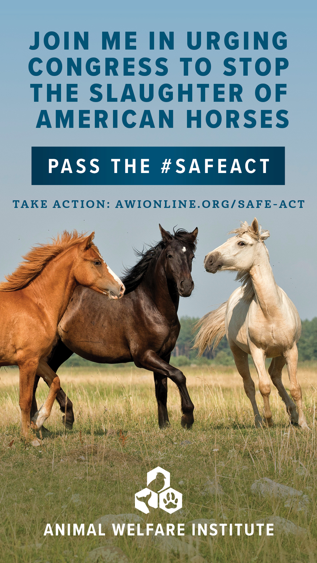 The Welfare of Horses (Animal Welfare)