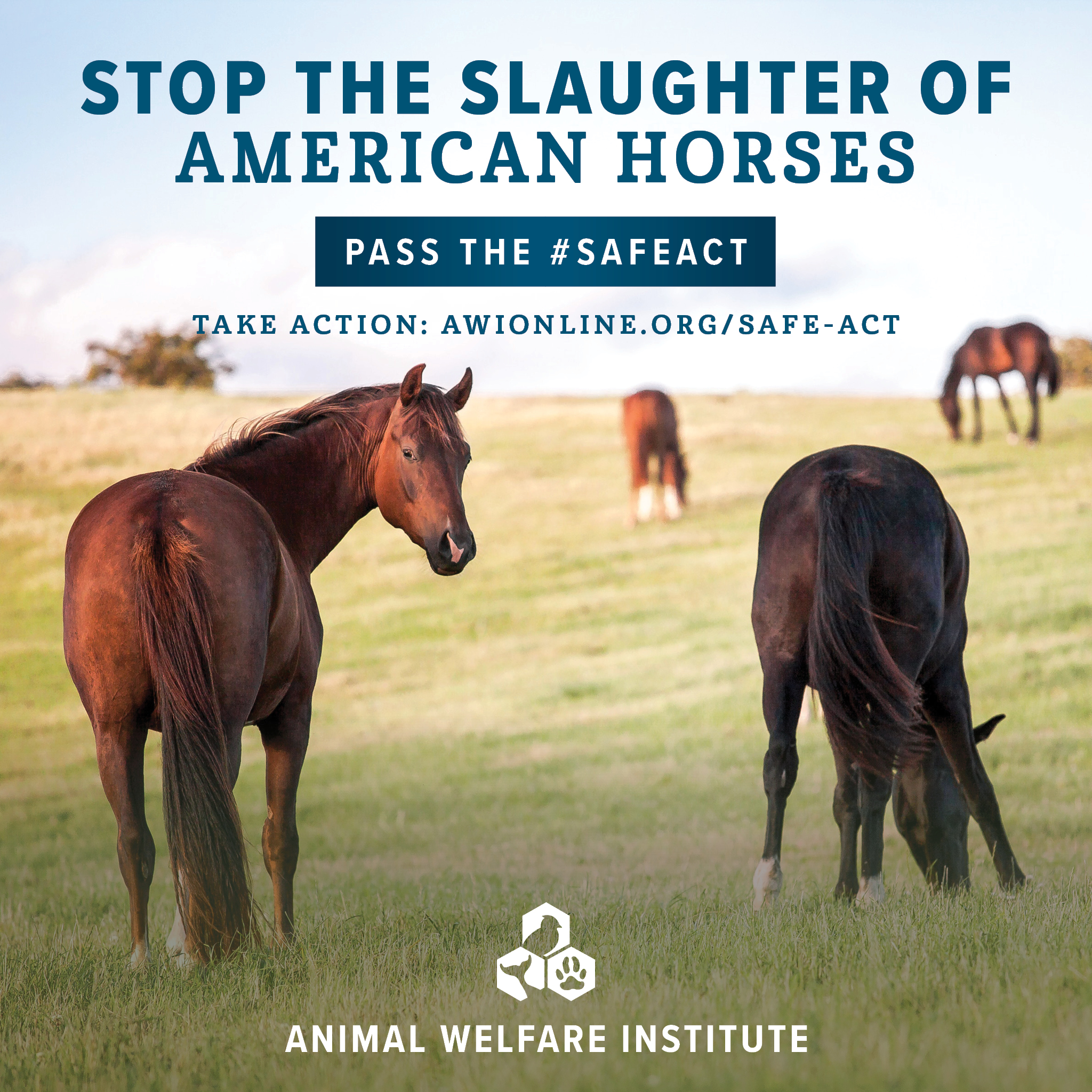 The Welfare of Horses (Animal Welfare)