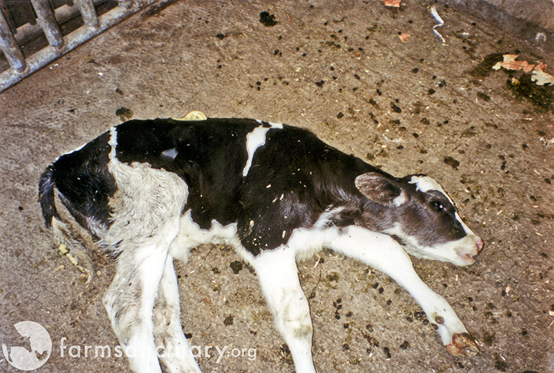 Simple Essay For Kids Stop The Slaughter Of Downed Veal Calves Photo From Farm Sanctuary Essays On Air Pollution also Essay Papers Stop The Slaughter Of Downed Veal Calves Animal Welfare Institute Best Friend Essay