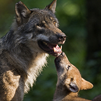 Gray Wolf