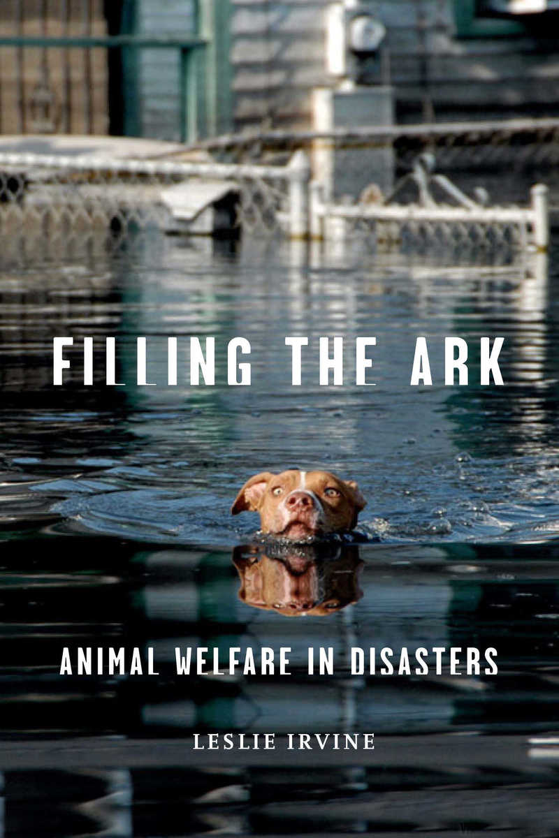 dog swims through floodwater