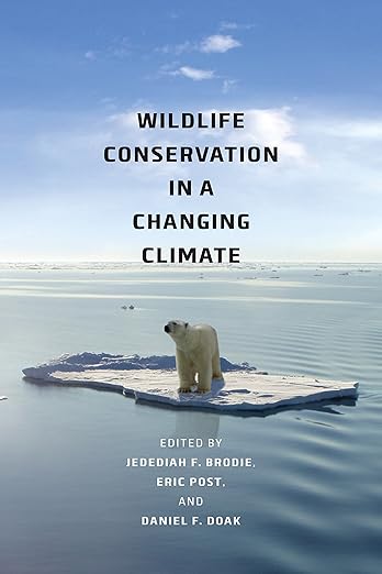 polar bear on isolated ice flat island