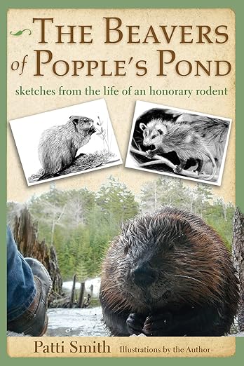 beaver in nature and photographs of rodents