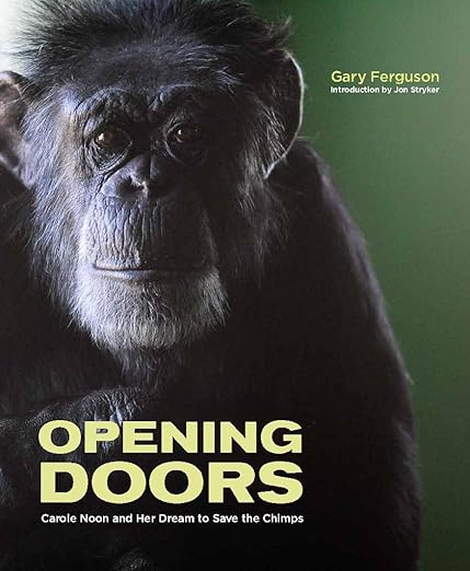 isolated chimpanzee in front of green background