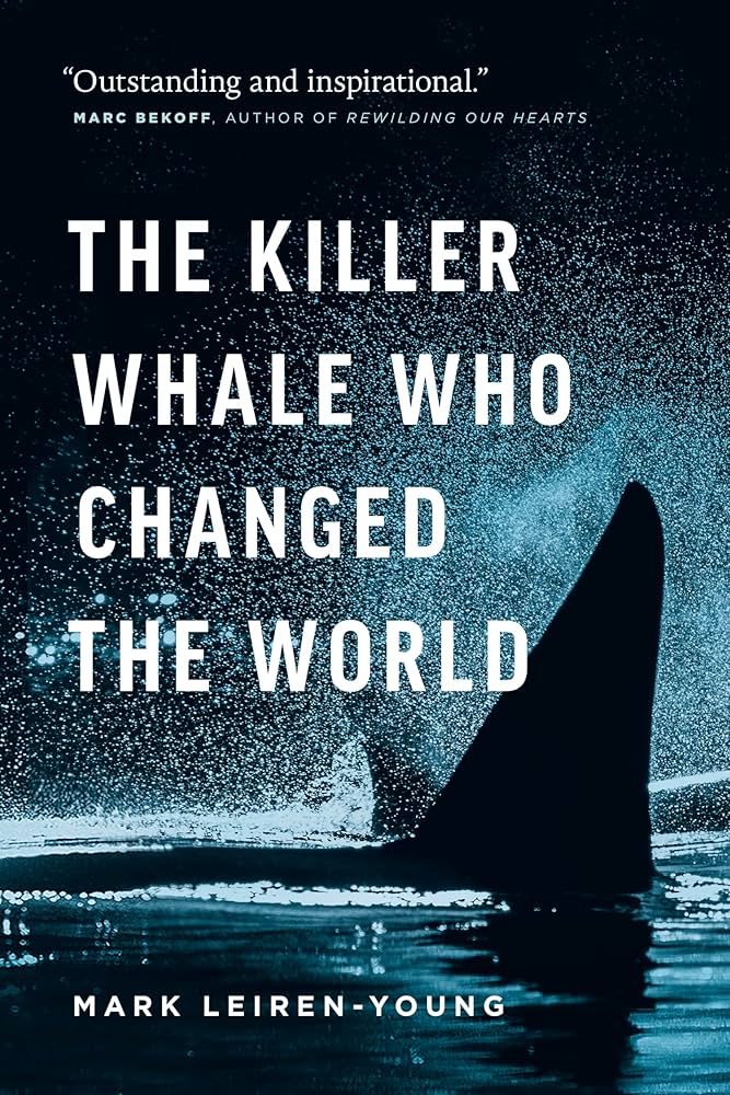 killer whale fin sticks out of dark water
