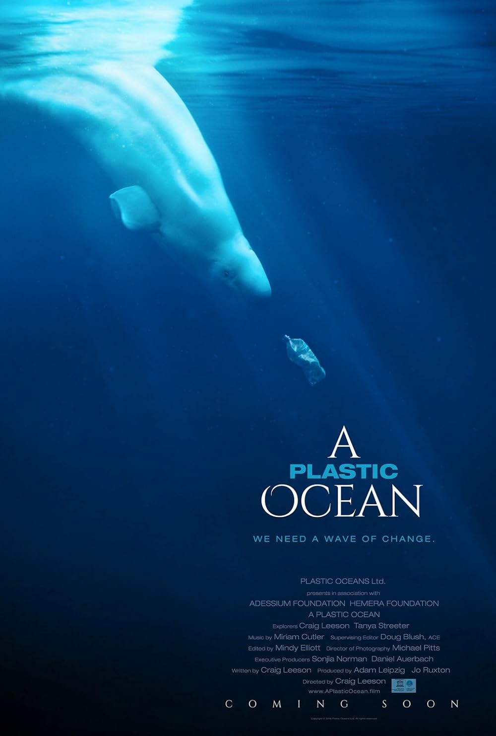 beluga chases plastic bottle under water