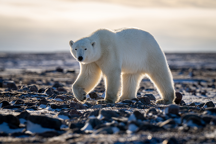 polar bear on ice