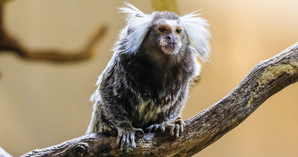 small marmoset sits in tree