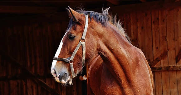 close up of a horse wearing a bridle