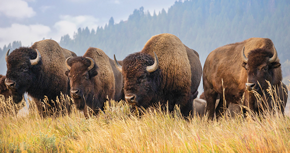 a group of bison grazing with mountains in background