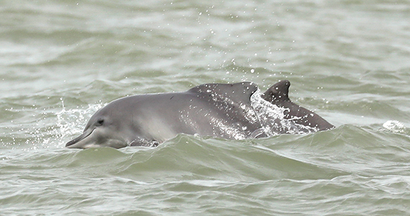 dolphins win in murky water
