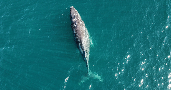 Top drone view of a gray whale swimming in the ocean near Baja C