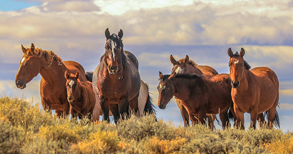 wild mustangs approach the crest of a hill in pilot butte Wyoming