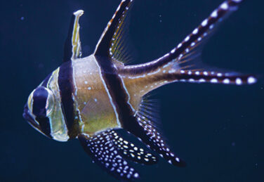 closeup of cardinalfish in water