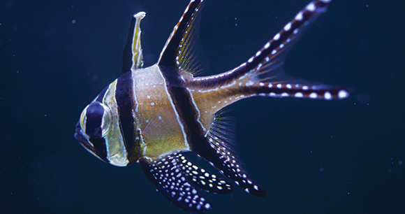 closeup of cardinalfish in water