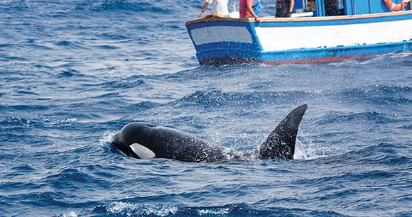 orca near boat in choppy waters