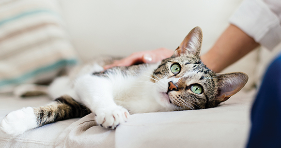 Cat and young woman on bed cuddling. Pet love.