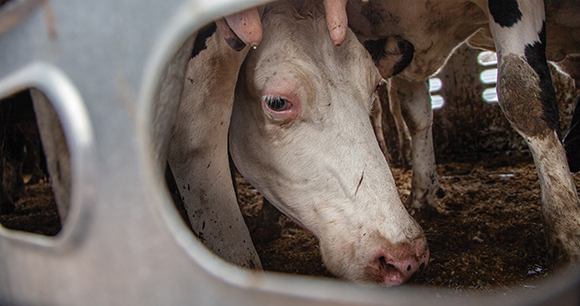 dairy cows in a filthy transport truck