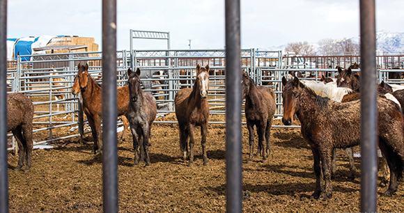 horses are held together in a barren cage