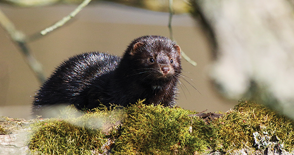 small mink sits on mossy rock