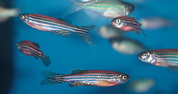 group of zebrafish swim across water