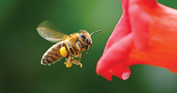 bee approaches red flower to pollinate