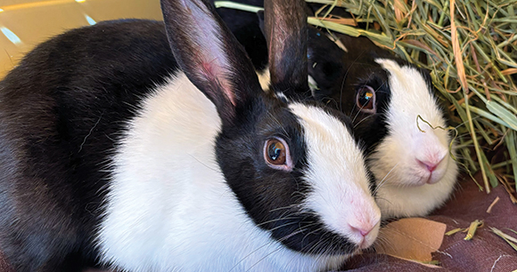 two rabbits look up