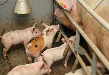 Farrowing crates in pig farms. Swine farming - parent swine farm. Many pigs are eating pork breast milk.