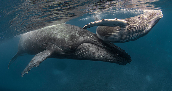 Female humpback whale with calf
