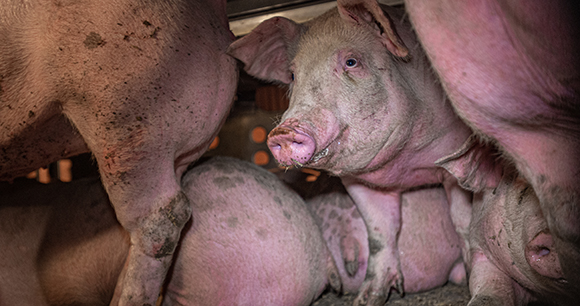 Pigs inside a transport truck on route to Farmer John Slaughterhouse in Los Angeles.