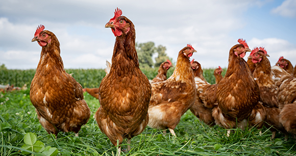 chickens stand in a pasture