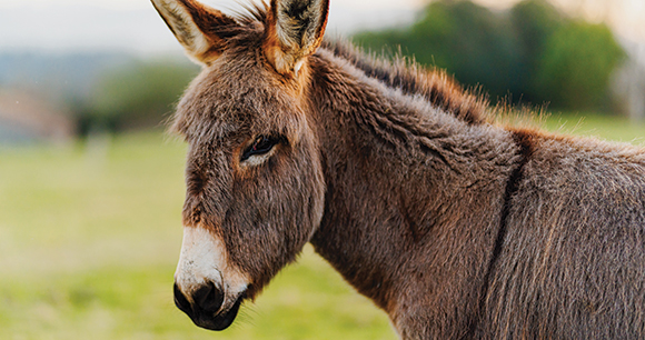 a donkey looks towards the grass