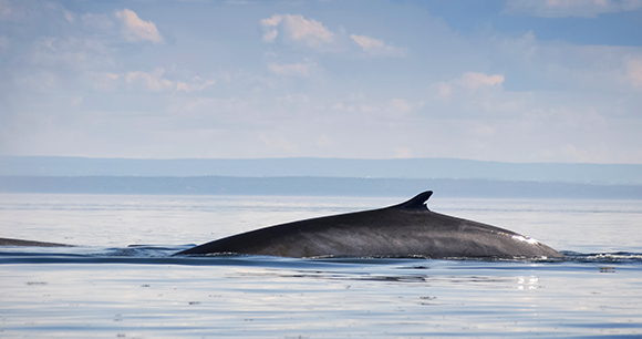 a finwhale's back sits above the ocean level