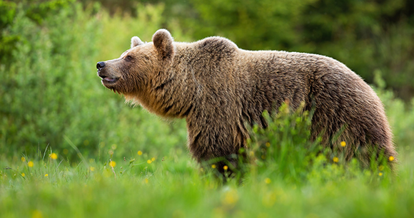 a grizzly bear looks up in a brush