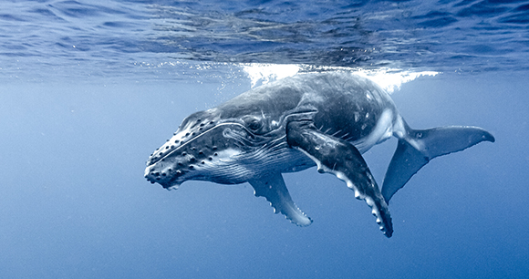 a humpback whale swims near the surface