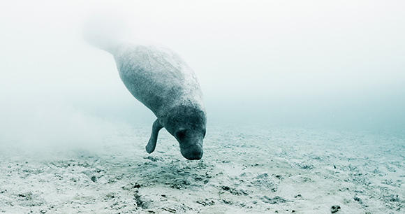 manatee swims down towards shallow sand