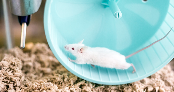 a mouse runs around a wheel