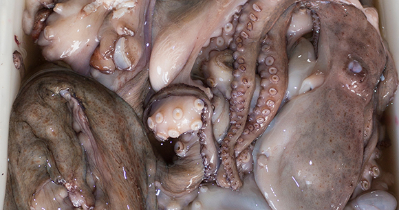 dead octopus tentacles and body